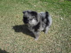 LINDO MACHINHO DE SPITZ ALEMÃO ANÃO P- COR MERLE RARISSIMO PRONTA ENTREGA