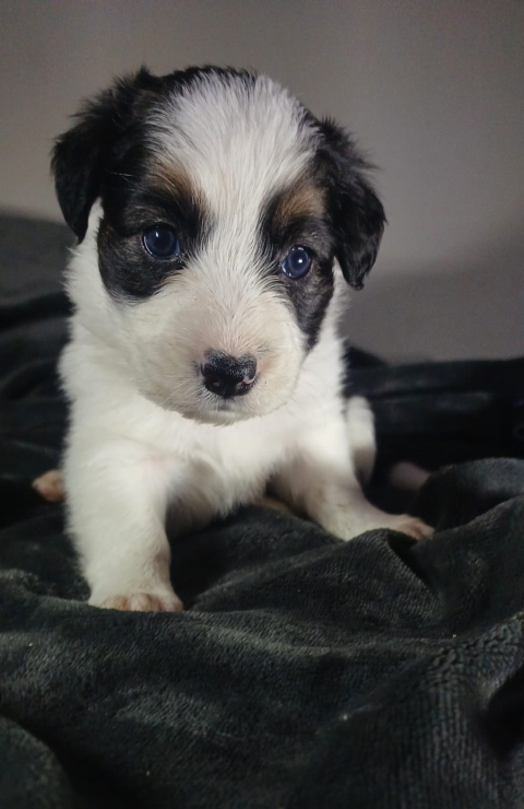 Filhotes de Boder Collie